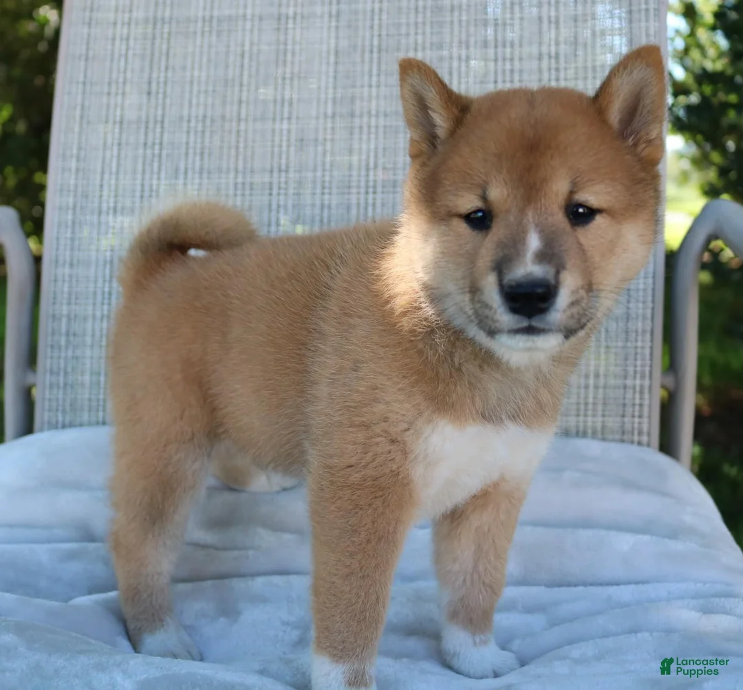 Shiba Inu dogs for sale: Luna - Ad 14
