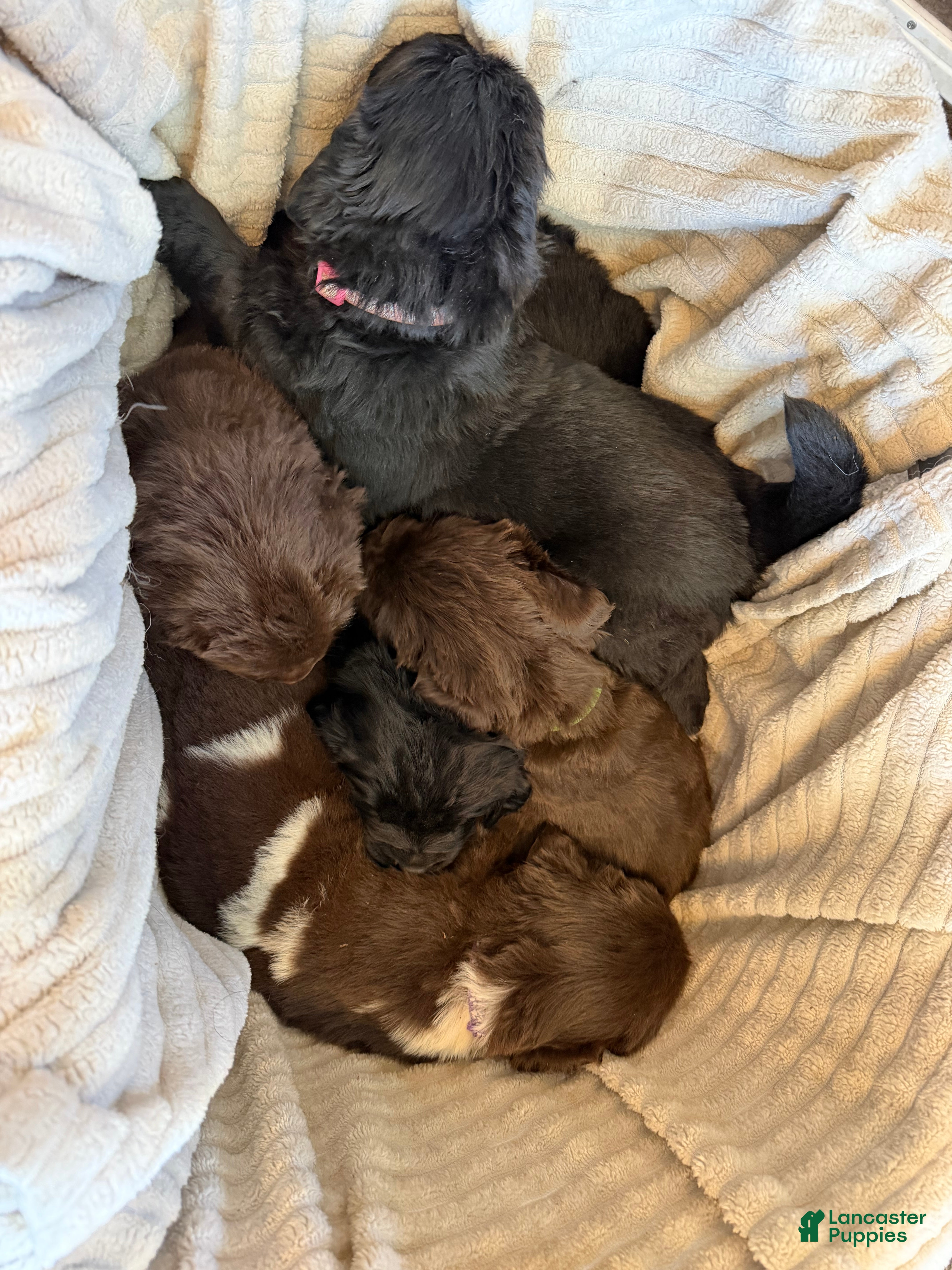 Newfoundland dogs Newfoundland Puppy 1 Hades - Ad 19