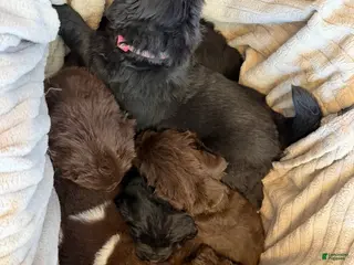 Newfoundland dogs Newfoundland Puppy 1 Hades - Ad 19