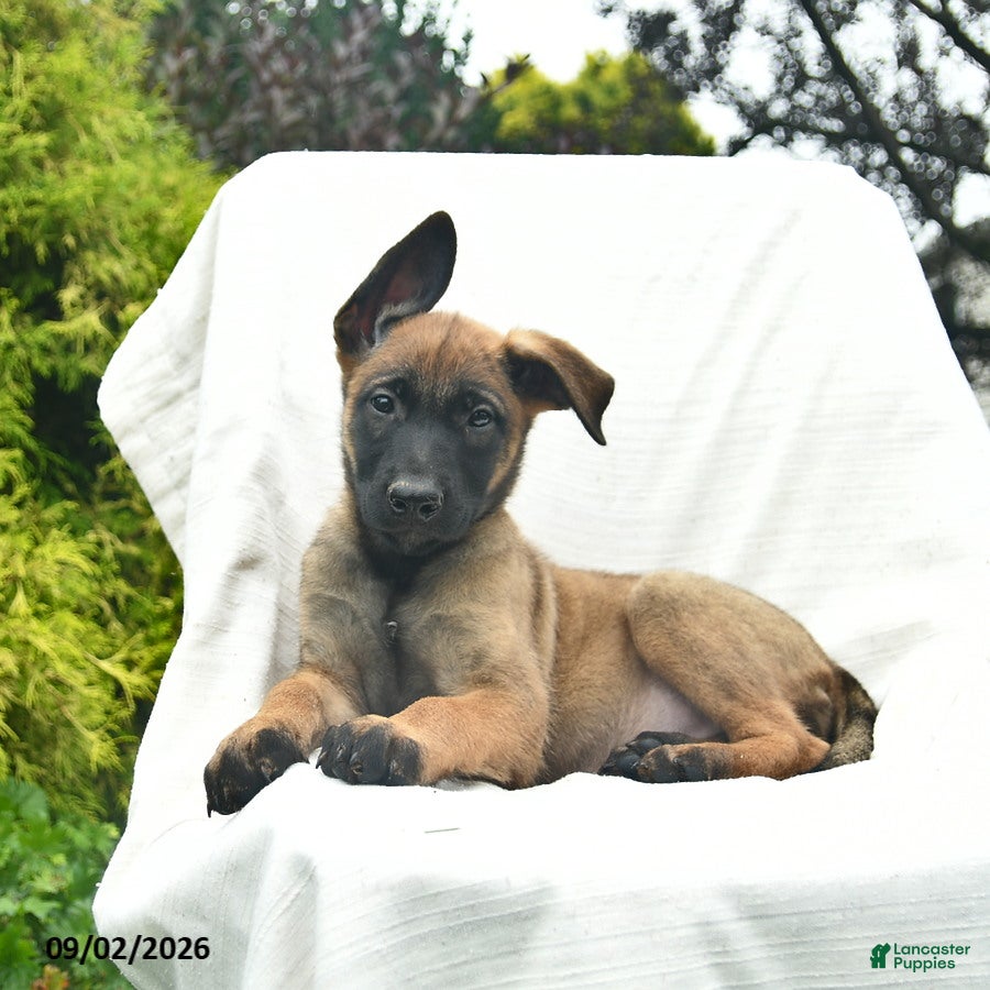 Belgian Malinois dogs Ursa - Ad 2