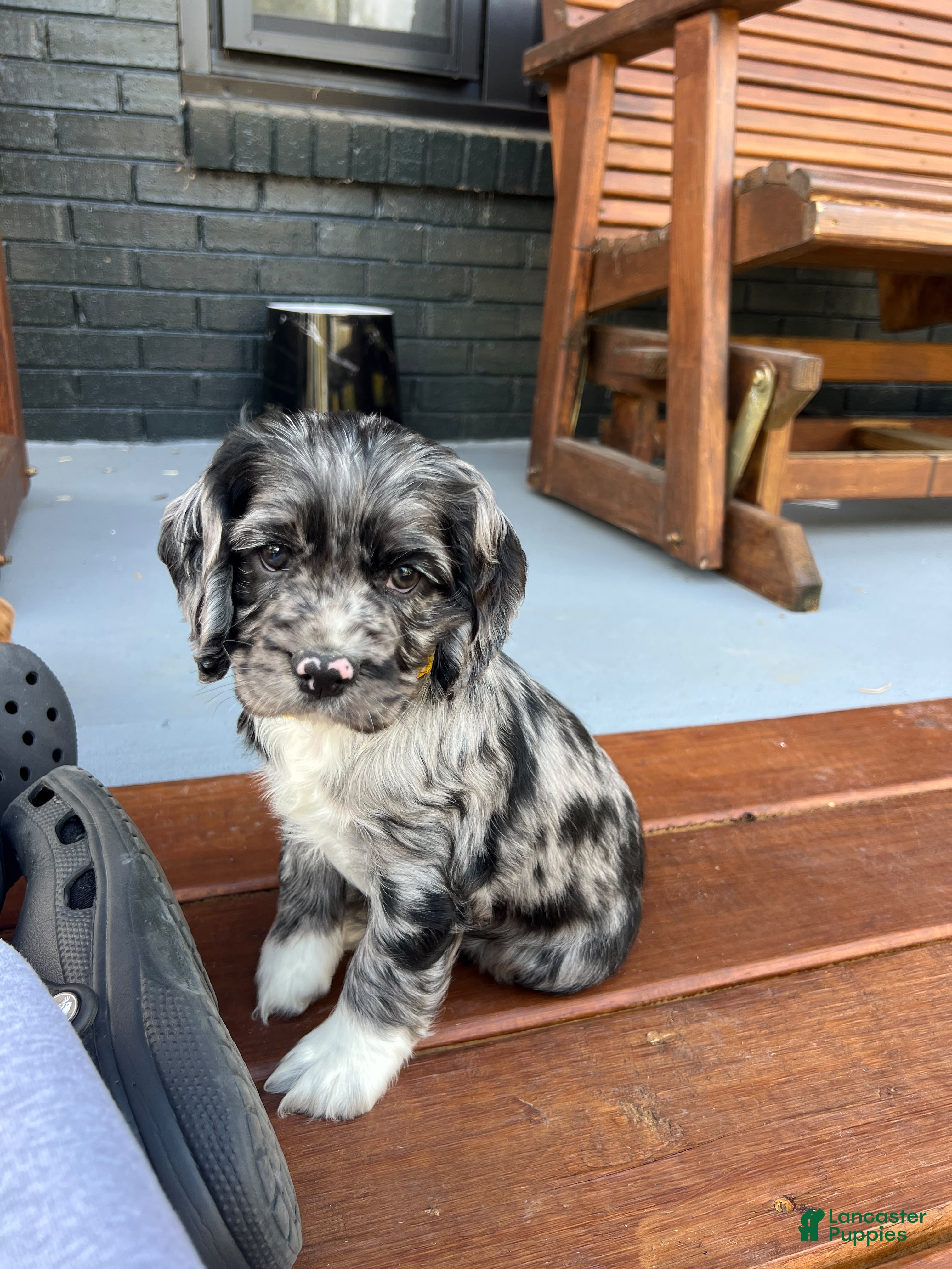 Cocker Spaniel dogs for sale: 🦇🖤Batman 🦇🖤 - Ad 1