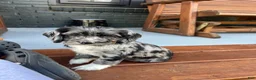 Cocker Spaniel dogs for sale: 🦇🖤Batman 🦇🖤 - Ad 1