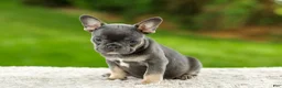 French Bulldog dogs for sale: Forest - Ad 9