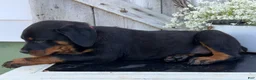 Rottweiler dogs for sale: Blaze - Ad 5