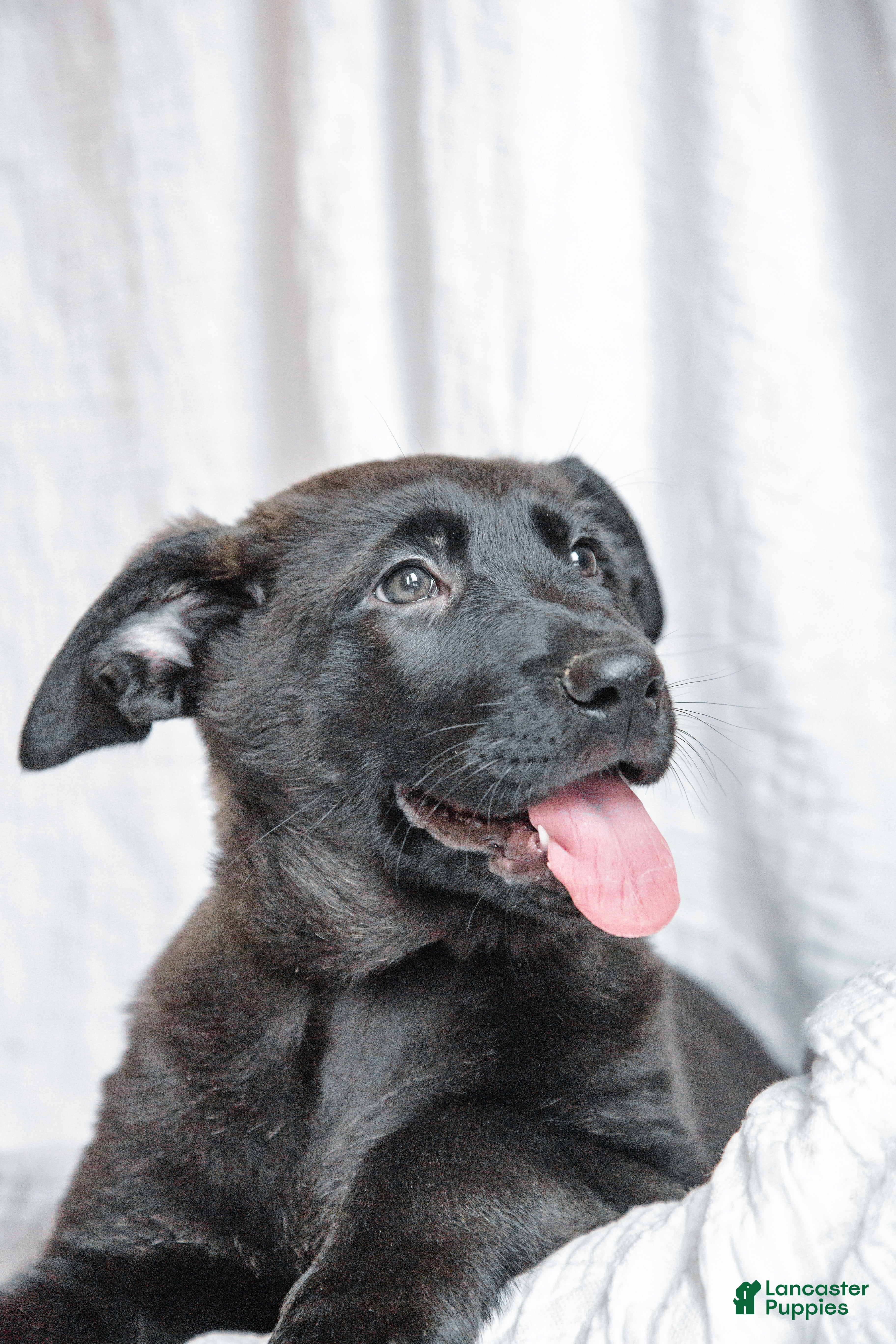 Mixed Breed dogs Penny - Ad 1