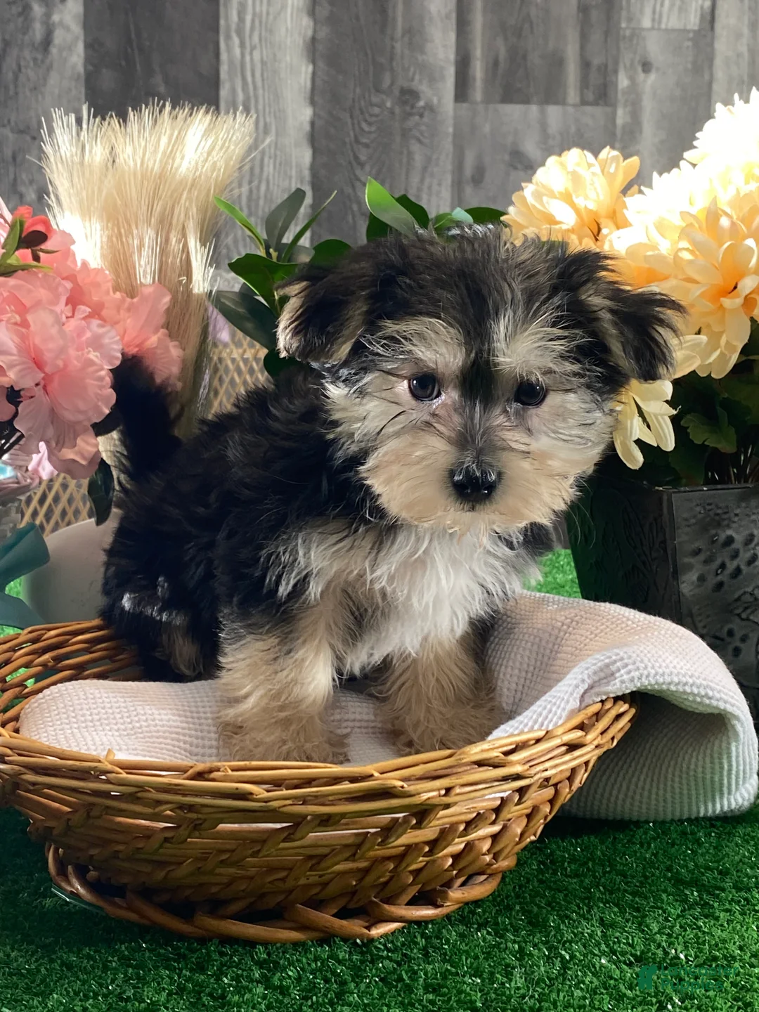 Morkie dogs for sale: Timmy - Ad 2