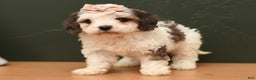 Cavapoo dogs for sale: Bella - Ad 2