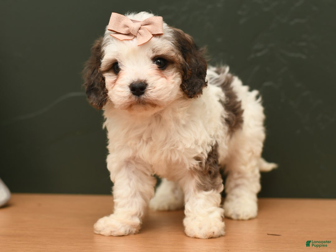 Cavapoo dogs for sale: Bella - Ad 2
