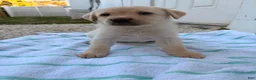 Labrador Retriever dogs for sale: Labrador Retriever Puppy 1 - Ad 4