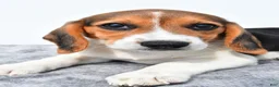 Beagle dogs for sale: Martha - Ad 5