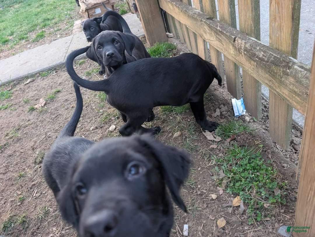 Labrador Retriever dogs for sale: Labrador Retriever Puppy 6 - Ad 1