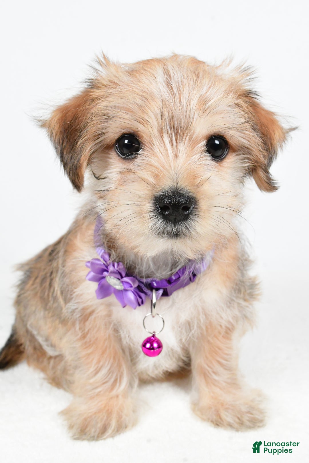 Morkie dogs for sale: Vicky - Ad 6