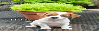 Jack Russell Terrier 5