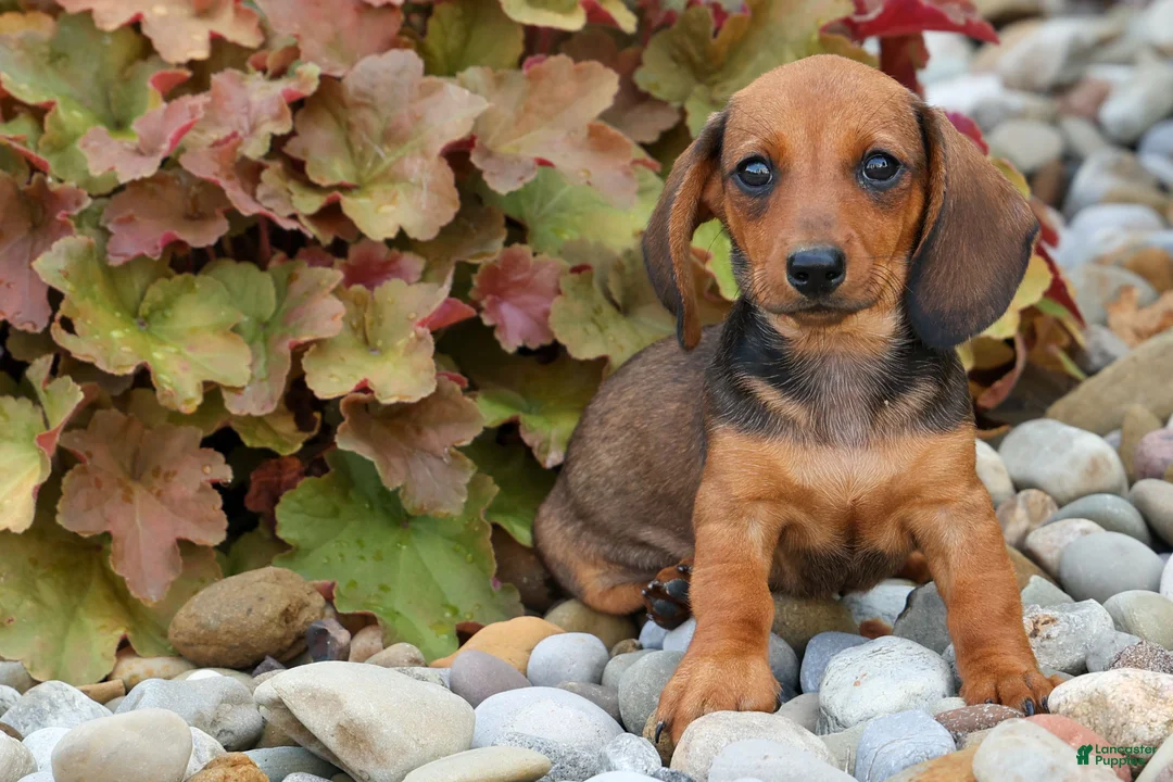Miniature Dachshund dogs for sale: Sweet Pea 🎀 - Ad 1