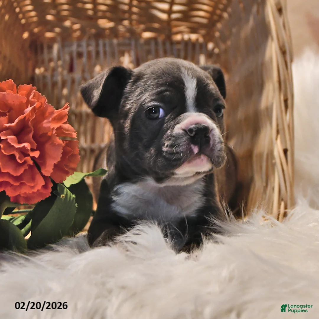 Frenchton dogs for sale: Gunner - Ad 4