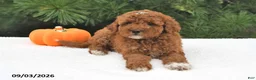 Mini Goldendoodle dogs for sale: Ruby - Ad 3