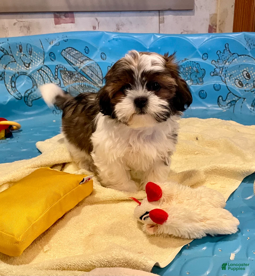 Shih Tzu dogs for sale: Merv - Ad 4