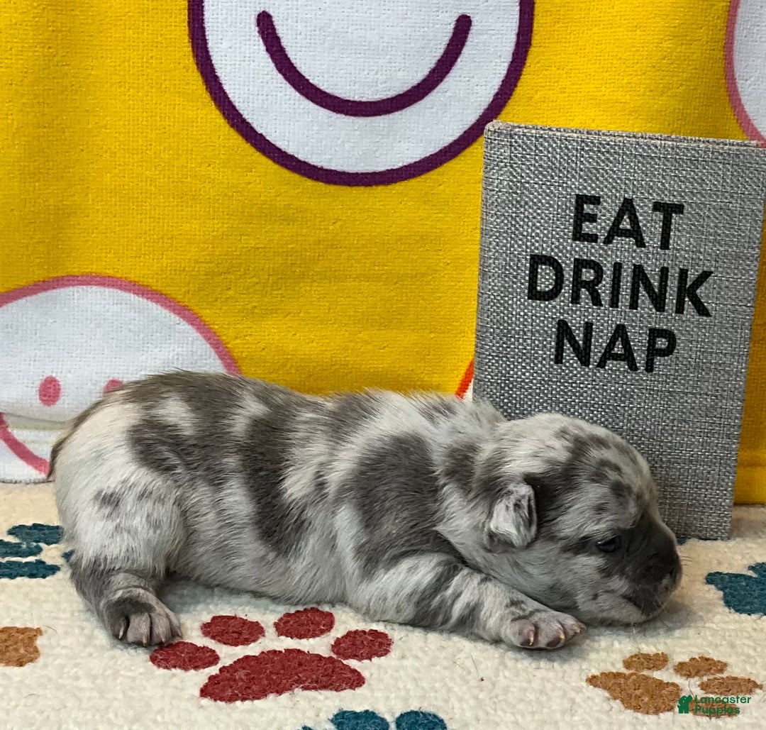 French Bulldog dogs for sale: Tracker - Ad 24