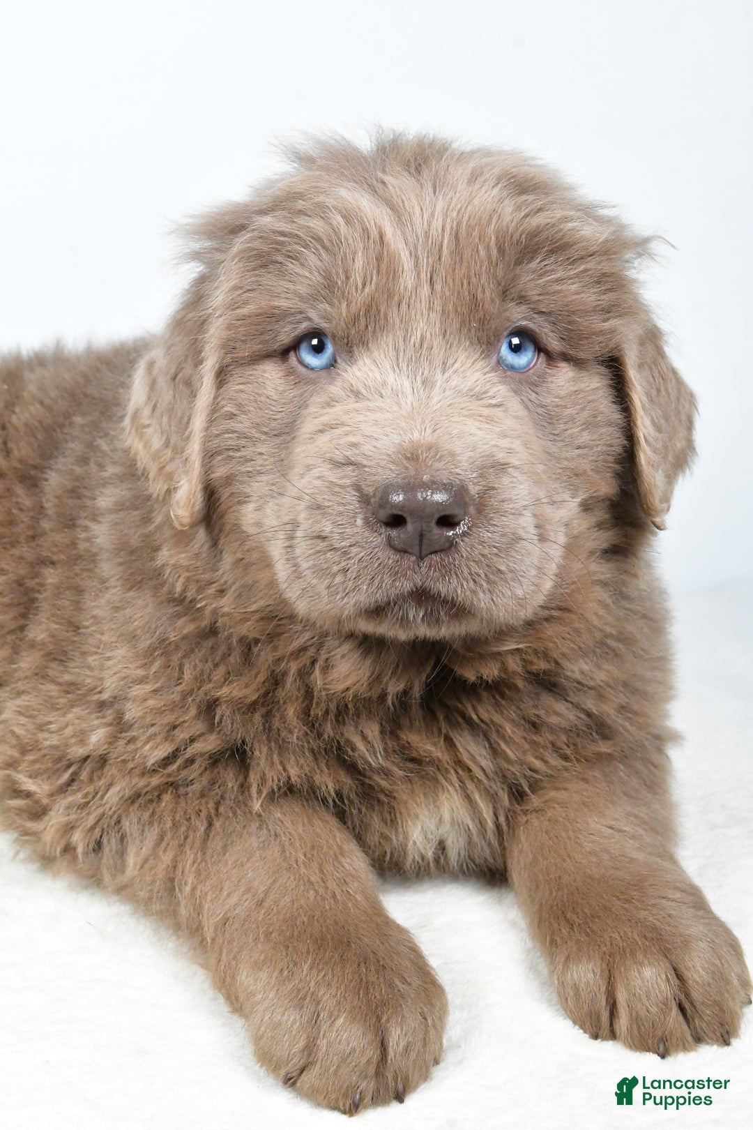 Newfoundland dogs for sale: Dallas - Ad 4