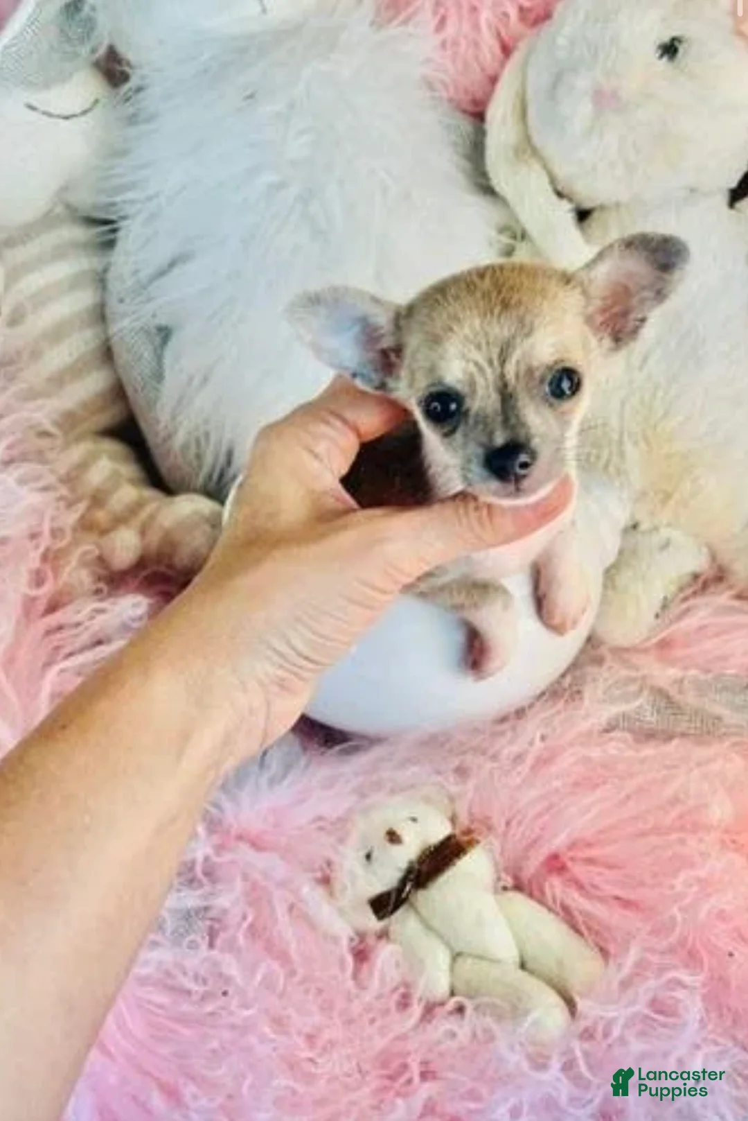 Chihuahua dogs for sale: Teacup/pocketbook Chihuahua 1 - Ad 1