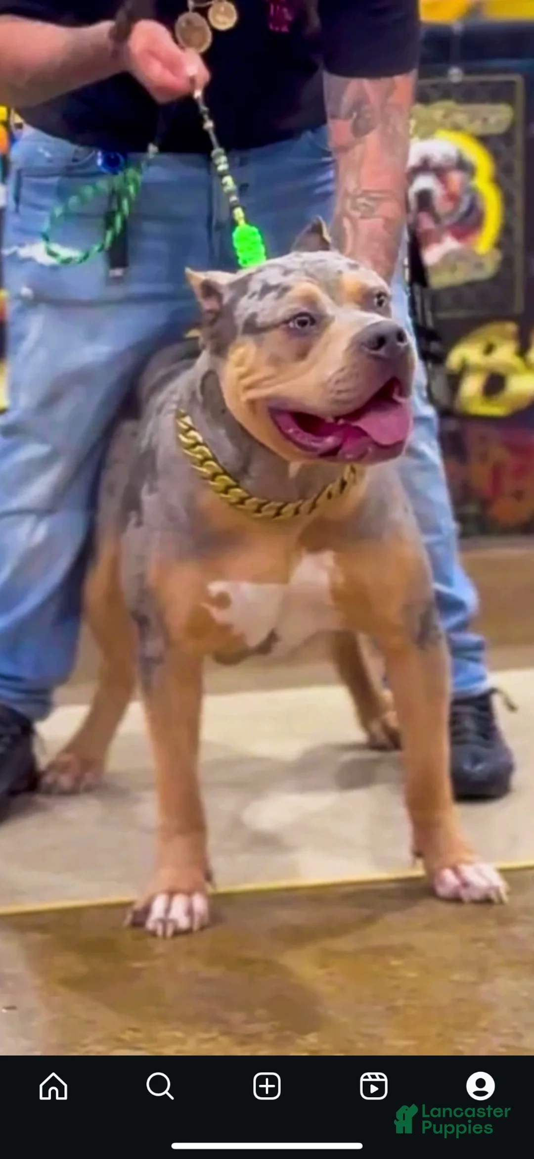 American Bully dogs for sale: American Bully Puppy 7 - Ad 2