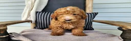Mini Bernedoodle dogs for sale: Dallas - Ad 8