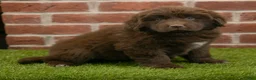 Newfoundland dogs for sale: Katie - Ad 1