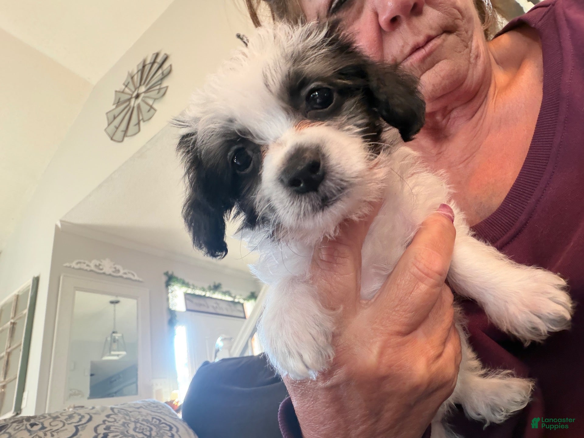 Maltese