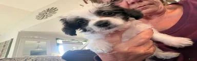 Maltipoo