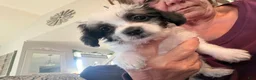 Maltipoo dogs for sale: Maltipoo - Ad 1