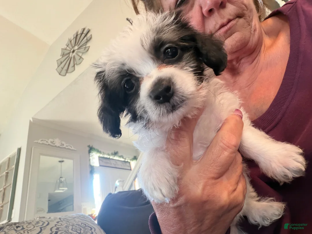 Maltipoo dogs for sale: Maltipoo - Ad 1