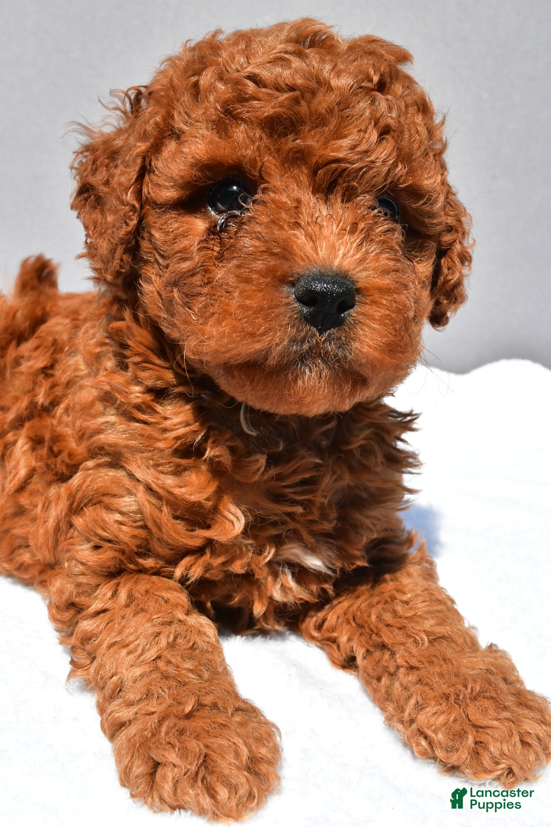 Cavapoo dogs Cruze - Ad 1