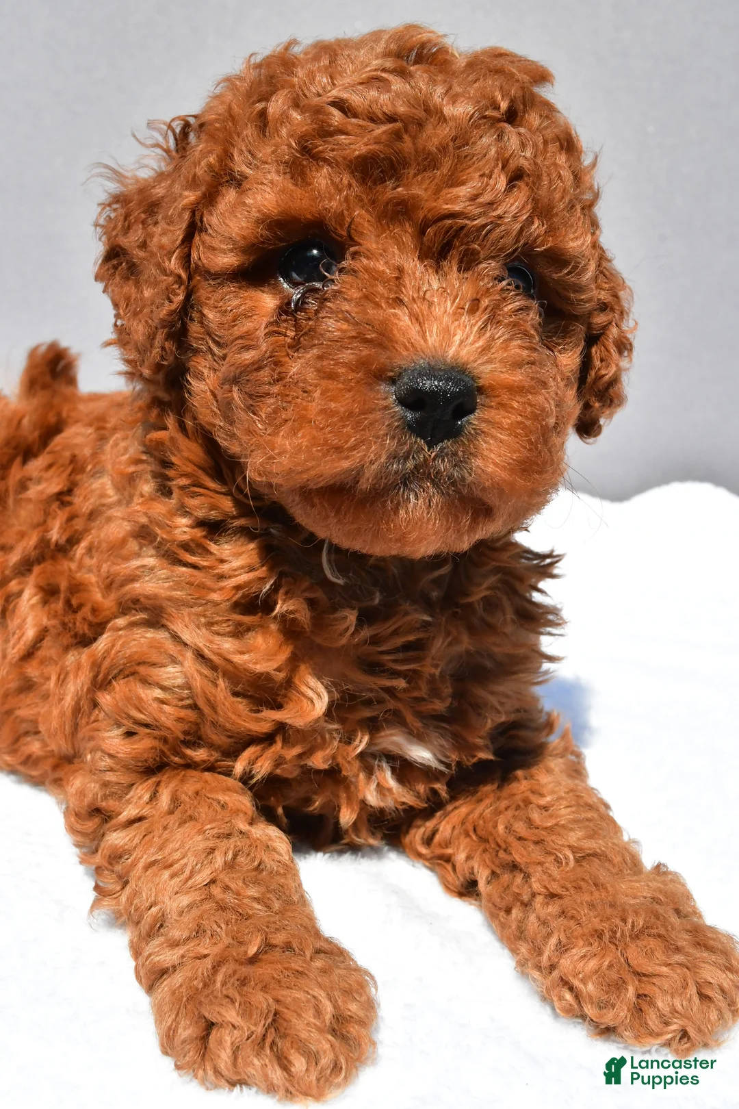 Cavapoo dogs for sale: Cruze - Ad 1