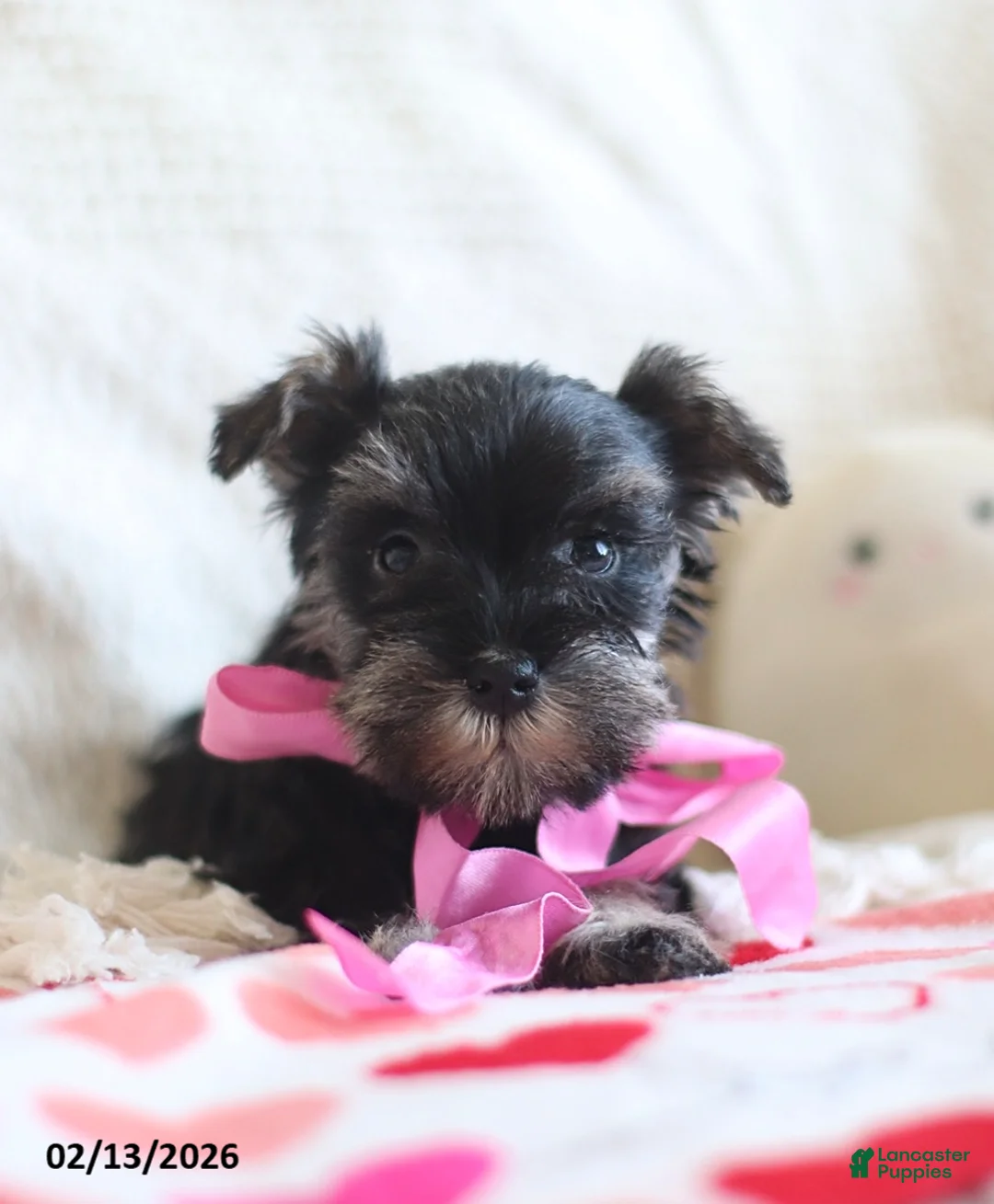 Miniature Schnauzer dogs for sale: Susie - Ad 5