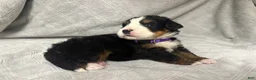 Bernese Mountain Dog dogs for sale: Aspen - Ad 3