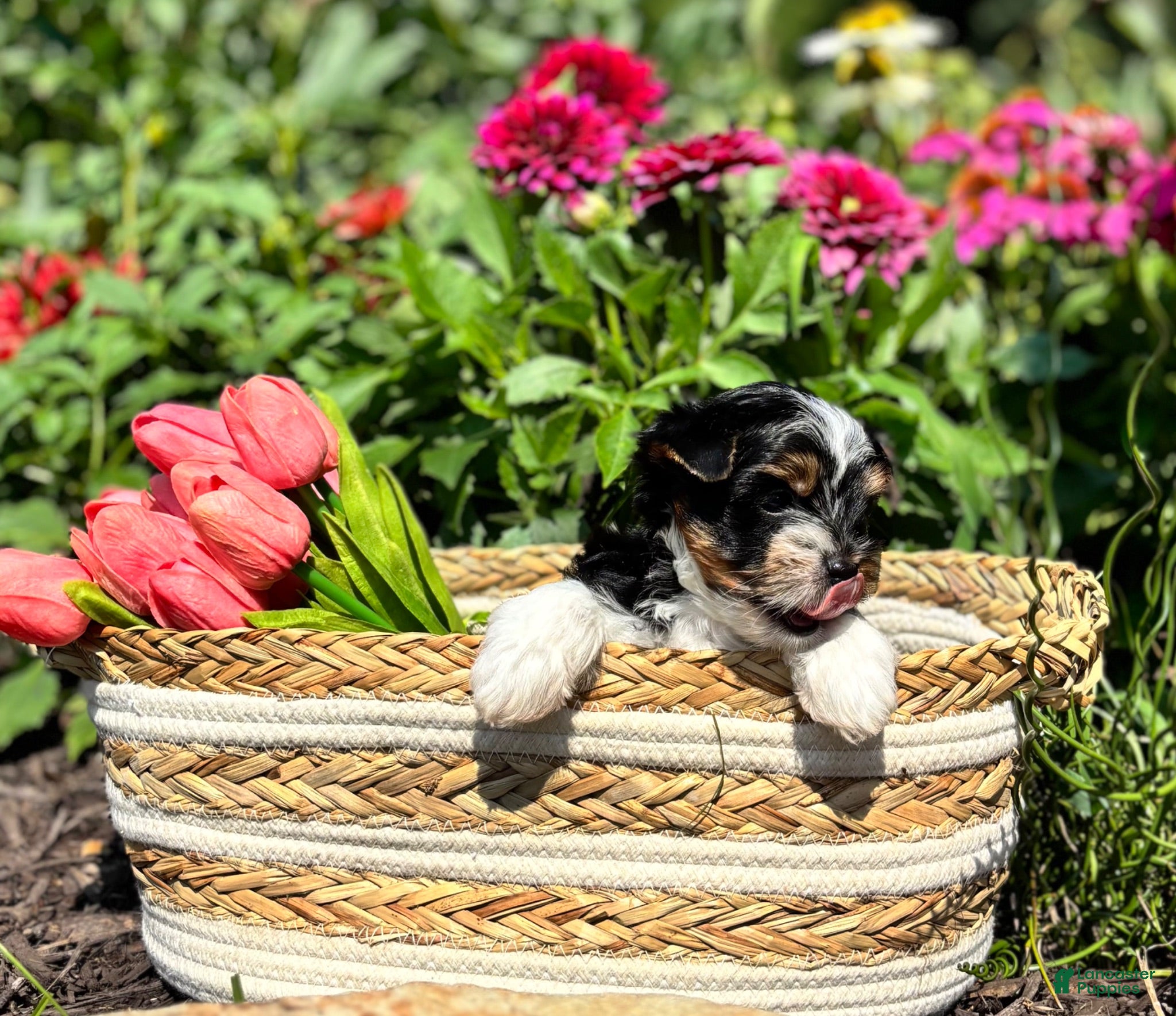 Biewer Terrier dogs Biewer Terrier 1 - Ad 1