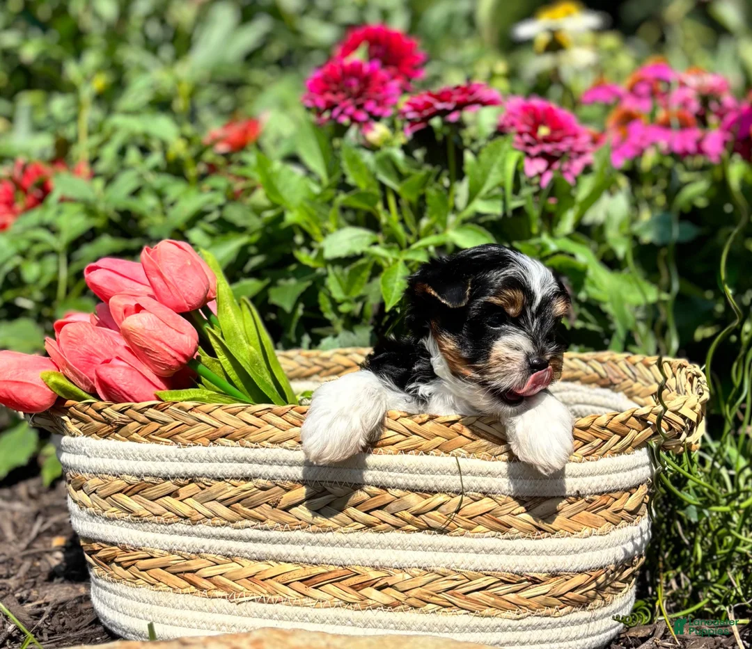 Biewer Terrier dogs for sale: Biewer Terrier 1 - Ad 1