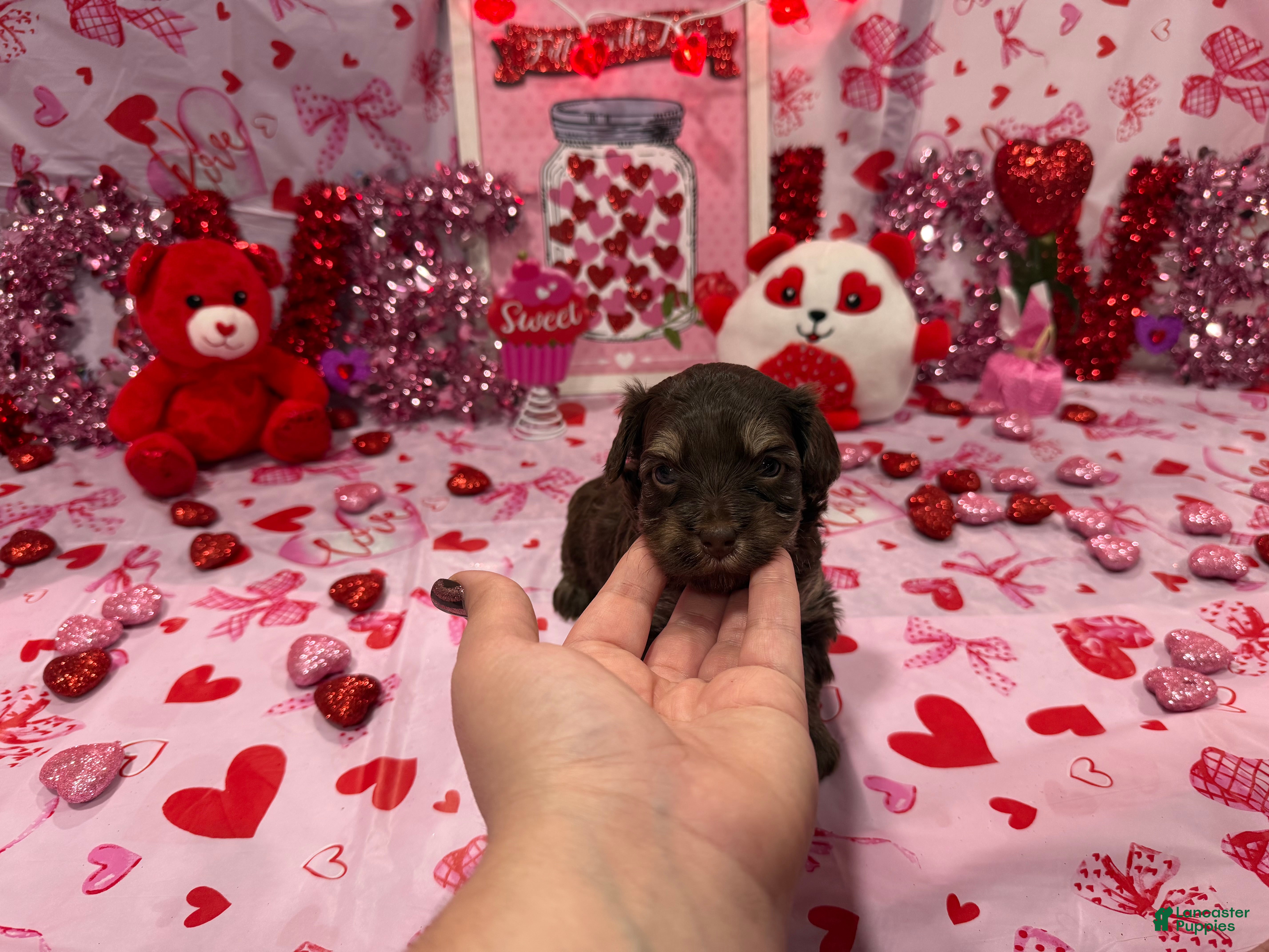 Yorkiepoo dogs Yorkiepoo Puppy (Dior) - Ad 3