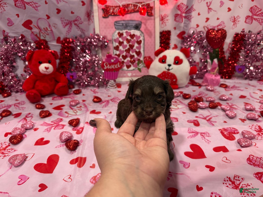 Yorkiepoo dogs for sale: Yorkiepoo Puppy (Dior) - Ad 1