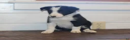 Border Collie dogs for sale: Pansy - Ad 5