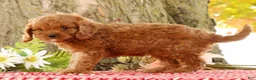 Cavapoo dogs for sale: Jimmy - Ad 4
