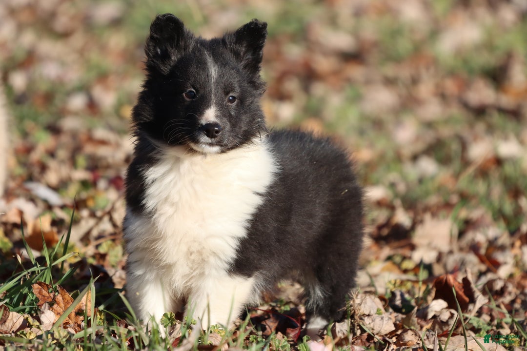 Shetland Sheepdog dogs for sale: Bella  - Ad 2