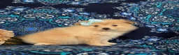 Pomeranian dogs for sale: Monette - Ad 4