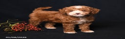 Toy Poodle dogs for sale: Mia  - Ad 1