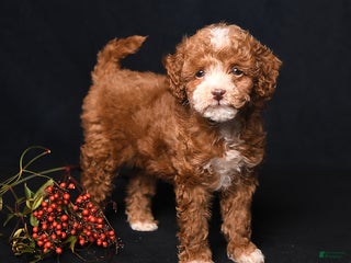 Toy Poodle dogs Mia - Ad 16