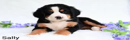 Bernese Mountain Dog dogs for sale: Sally  - Ad 3