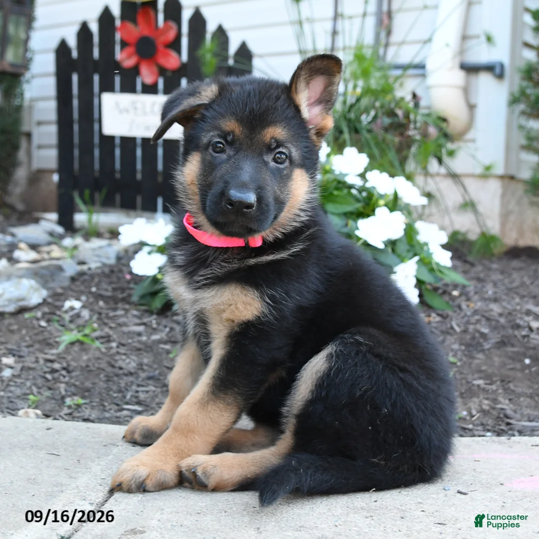 German Shepherd dogs for sale: Rosalee - Ad 2