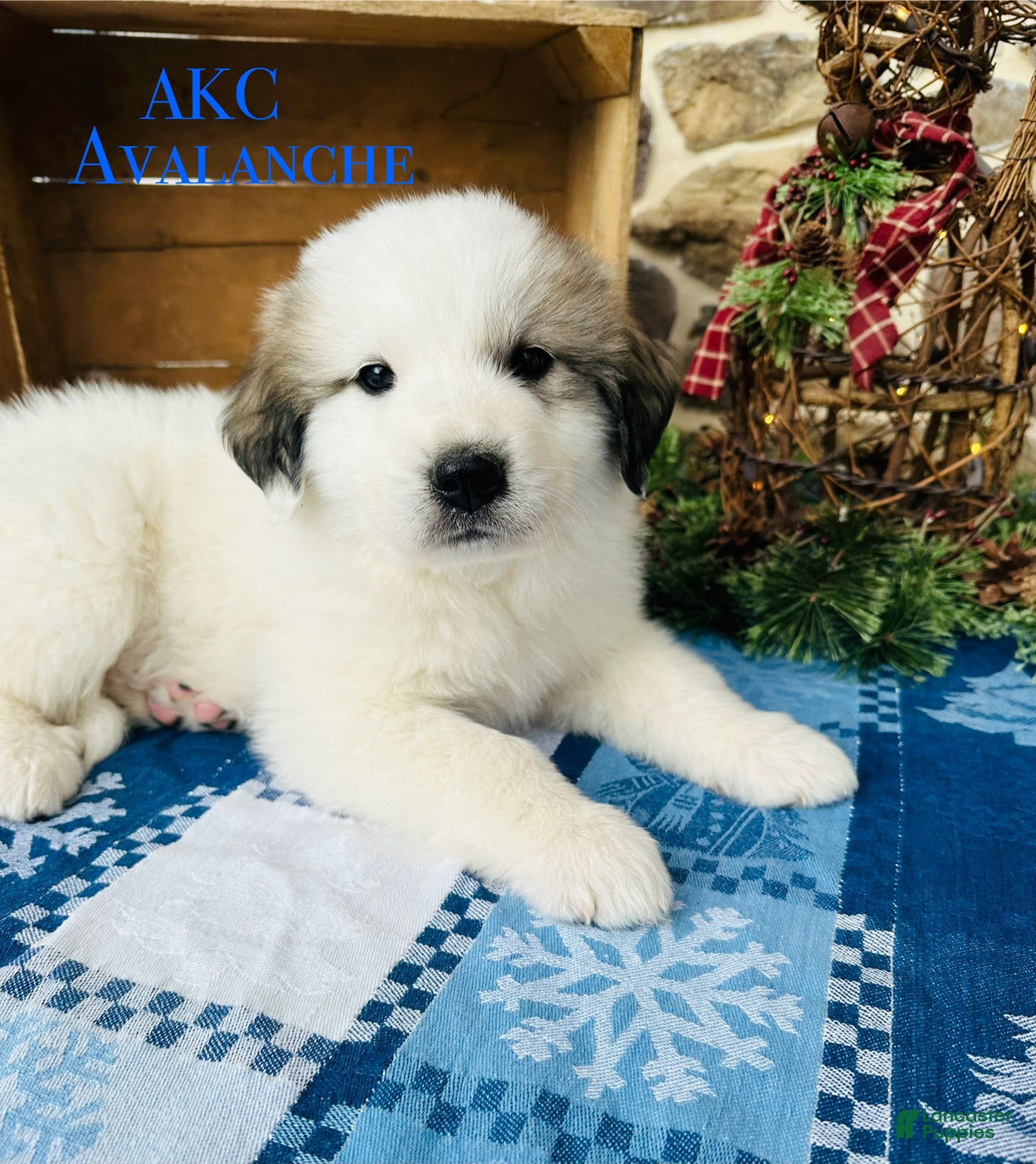 Great Pyrenees dogs AKC Avalanche - Ad 1