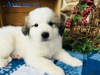 Great Pyrenees dogs AKC Avalanche - Ad 10