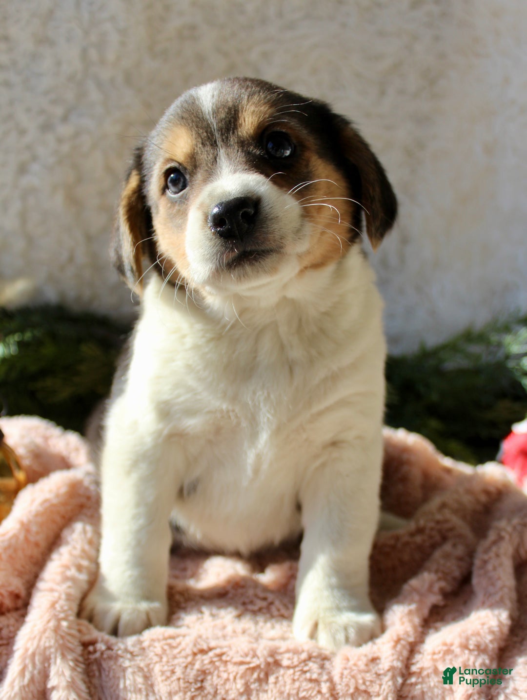 Mixed Breed dogs for sale: Cutie - Ad 5